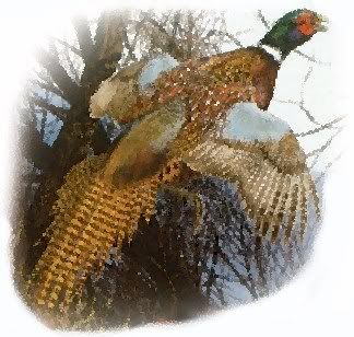 Pheasant.jpg