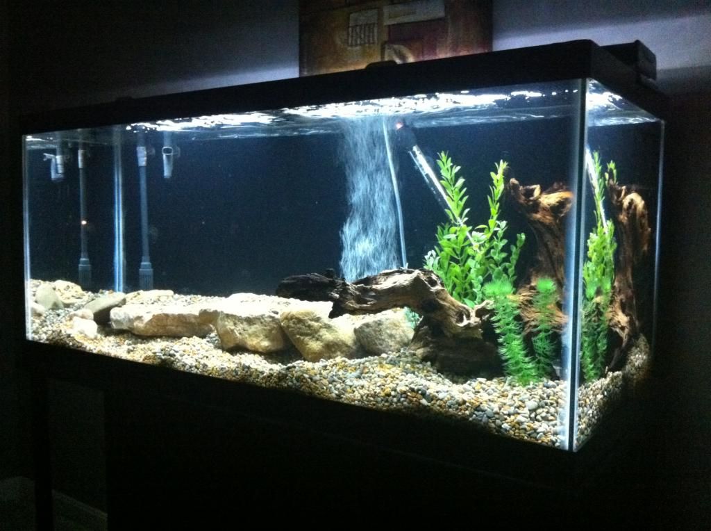 Cichlid Forum New 75 Gallon Going Together