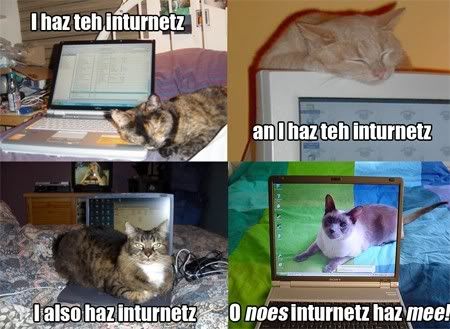 lolcat Pictures, Images and Photos