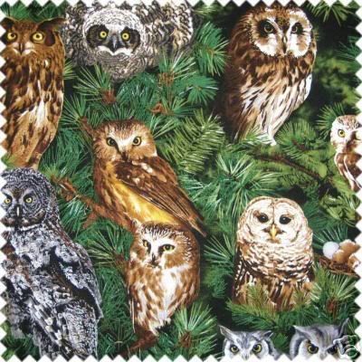 owls Pictures, Images and Photos