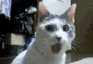 Omgcat, This cat is shocked and appalled. GIF and original video not made by me.