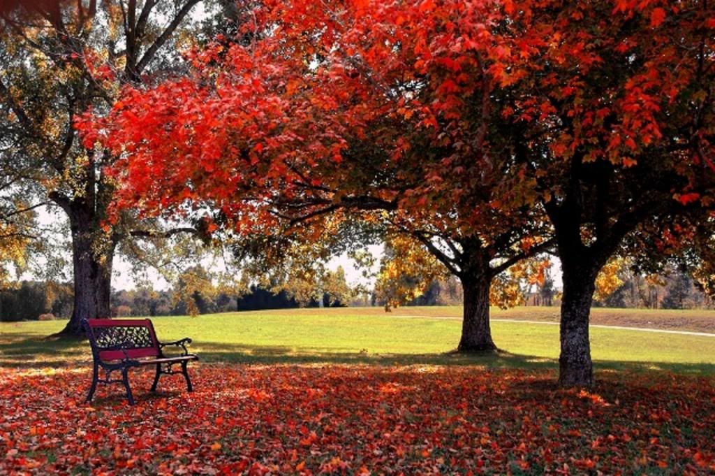 free wallpapers to download for desktop. download free desktop wallpaper. Red Tree with Bench. Red Tree Leaves