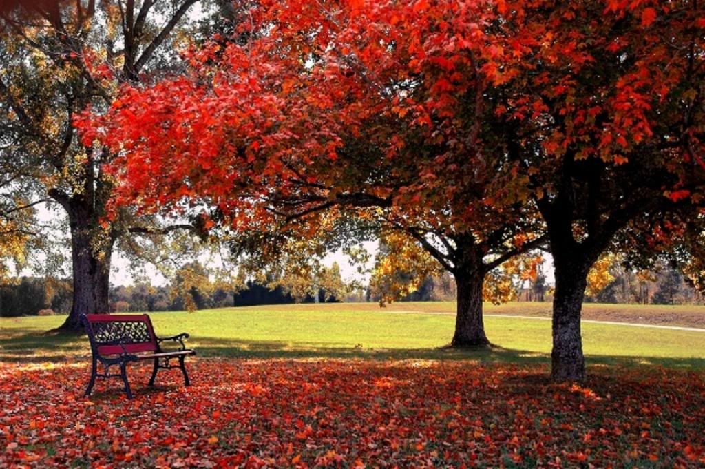 download desktop wallpaper. download free desktop wallpaper. Red Tree with Bench. Red Tree Leaves