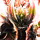 FieryDaemonAvatar.png