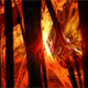 ForestFireAvatar.png
