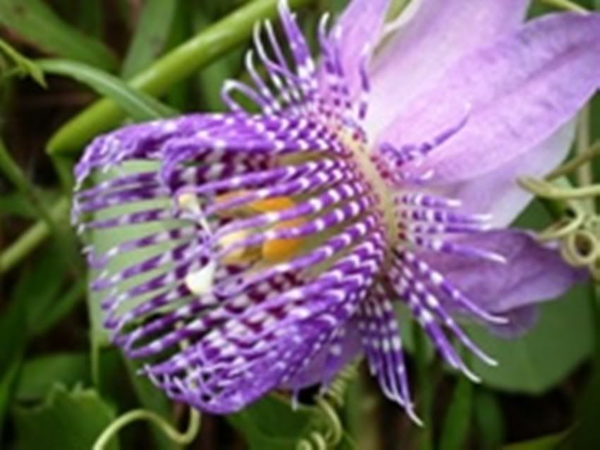 Passiflora.AnaPatricia-1.jpg