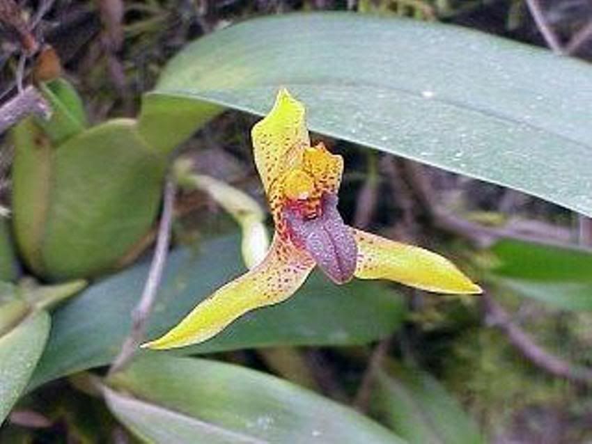 orqorquideadeanapatricia-1.jpg