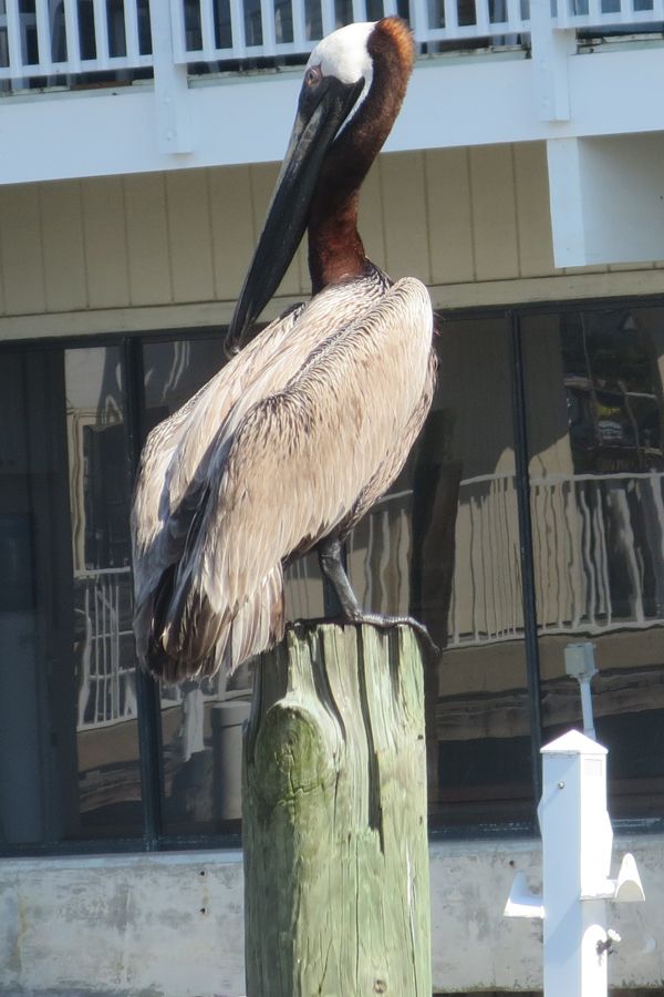 cedar key pelican