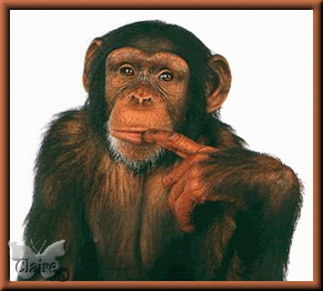 Chimp.gif sale image by stanloy