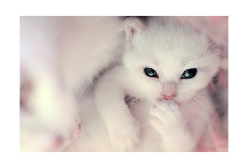 white kitten picture