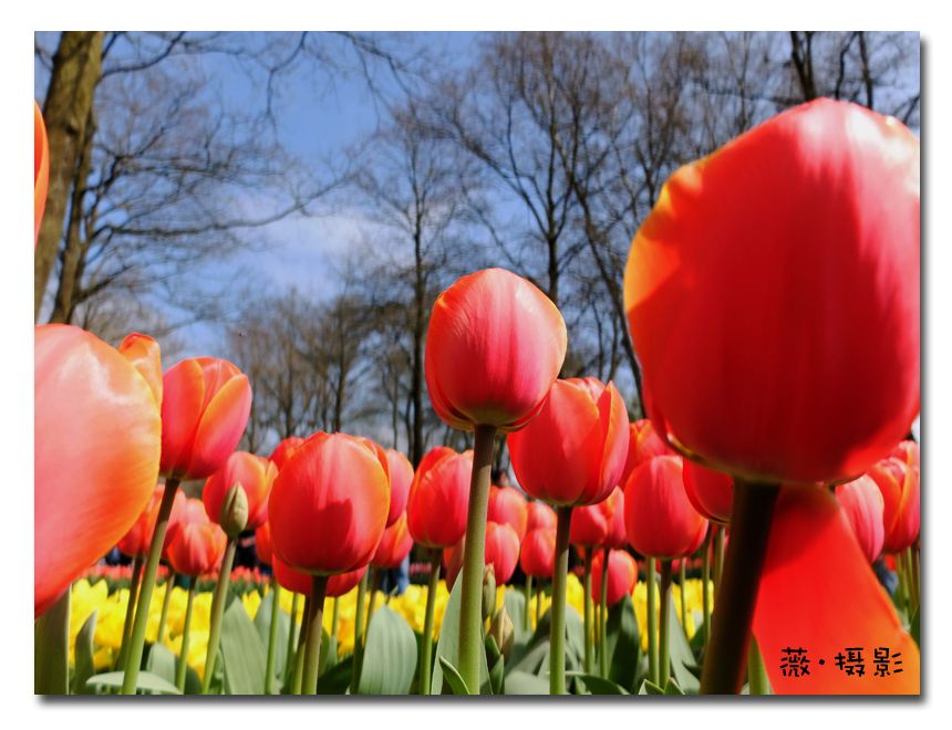  photo keukenhof01_zpsjjdv5x3m.jpg