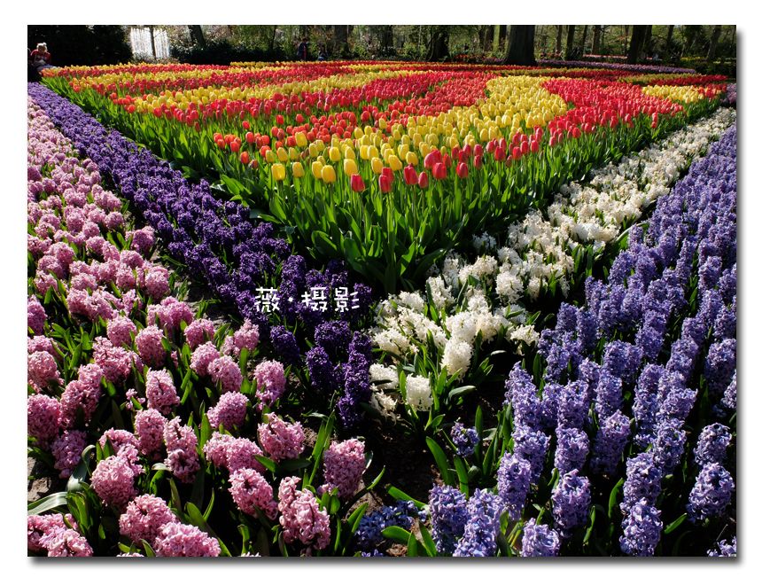  photo keukenhof05_zpsrsdvpsrc.jpg