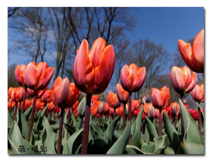  photo keukenhof08_zps4xwzm2a7.jpg