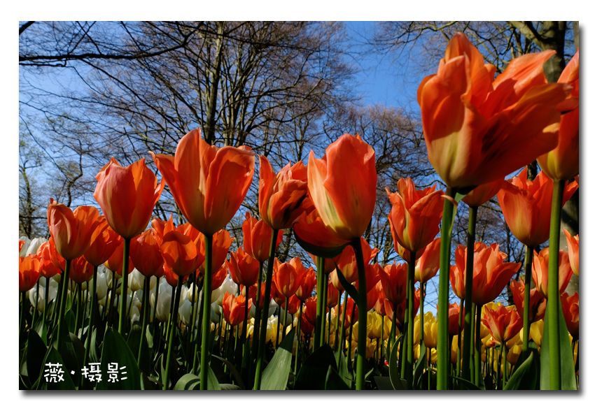  photo keukenhof12_zpsukwwmfk1.jpg