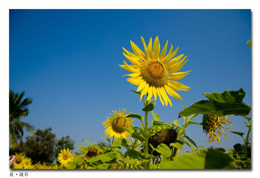  photo sunflower1_zpsf060f4f3.jpg