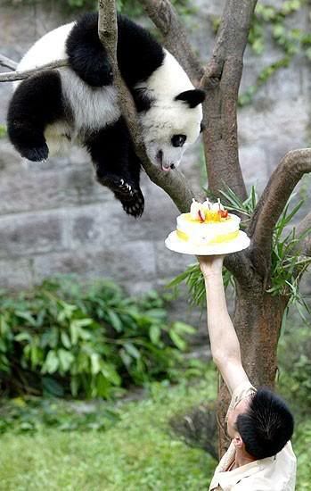 happy-birthday-to-you-mister-panda.jpg