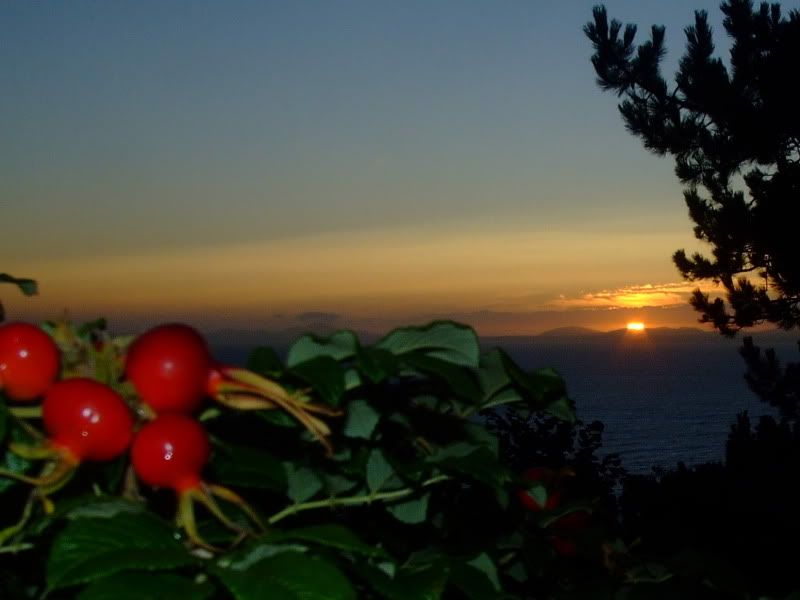 sunset_berries.jpg