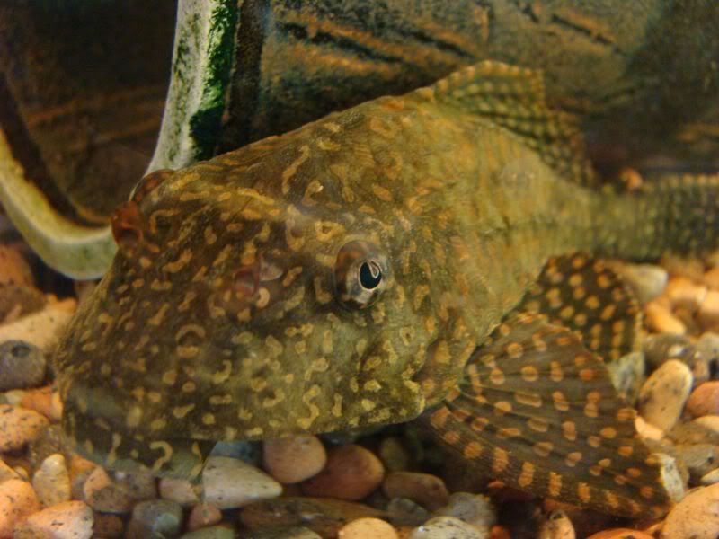 pleco1_10_07.jpg