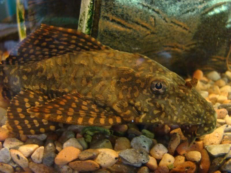 pleco2_10_07.jpg