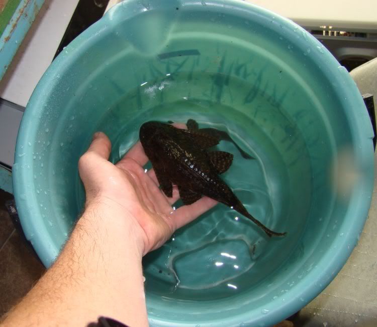 pleco_bucket.jpg