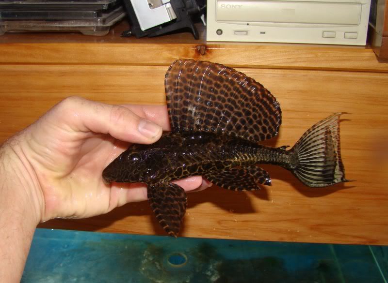 sailfinpleco1.jpg