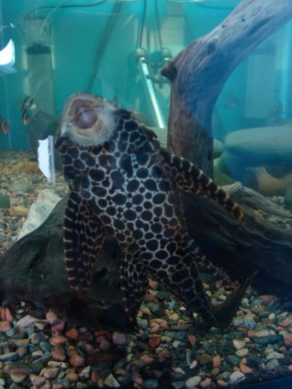 sailfinpleco2.jpg