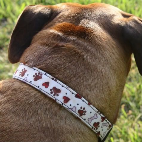 Dog's Love Bones Adjustable Dog Collar- You pick size!