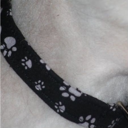 Man's Best Friend  Adjustable Dog Collar- You pick size!
