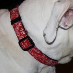 Red Bandanna Adjustable Dog Collar- You pick size!