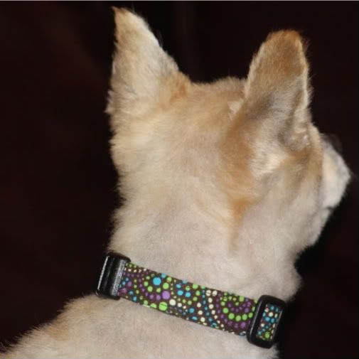 Swirly Dots Adjustable Dog Collar- You pick size!