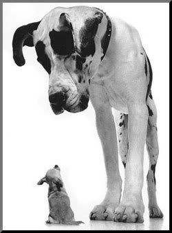 Great-Dane-and-chihuahua.jpg