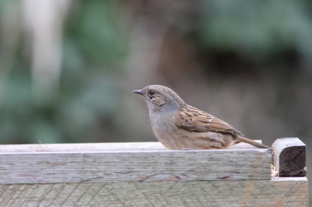 IMAGE: http://i170.photobucket.com/albums/u256/stirkhouse/IMG_1959_zps051d8962.jpg