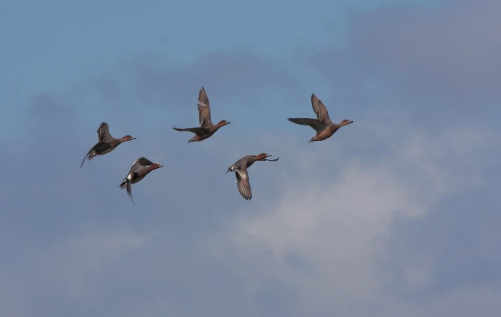 IMG_7753wigeon-crop.jpg