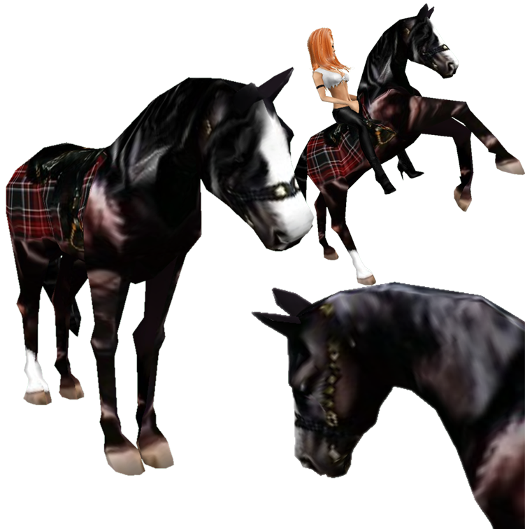 Highland Horse