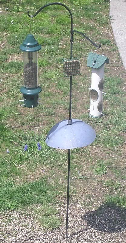 suet.jpg