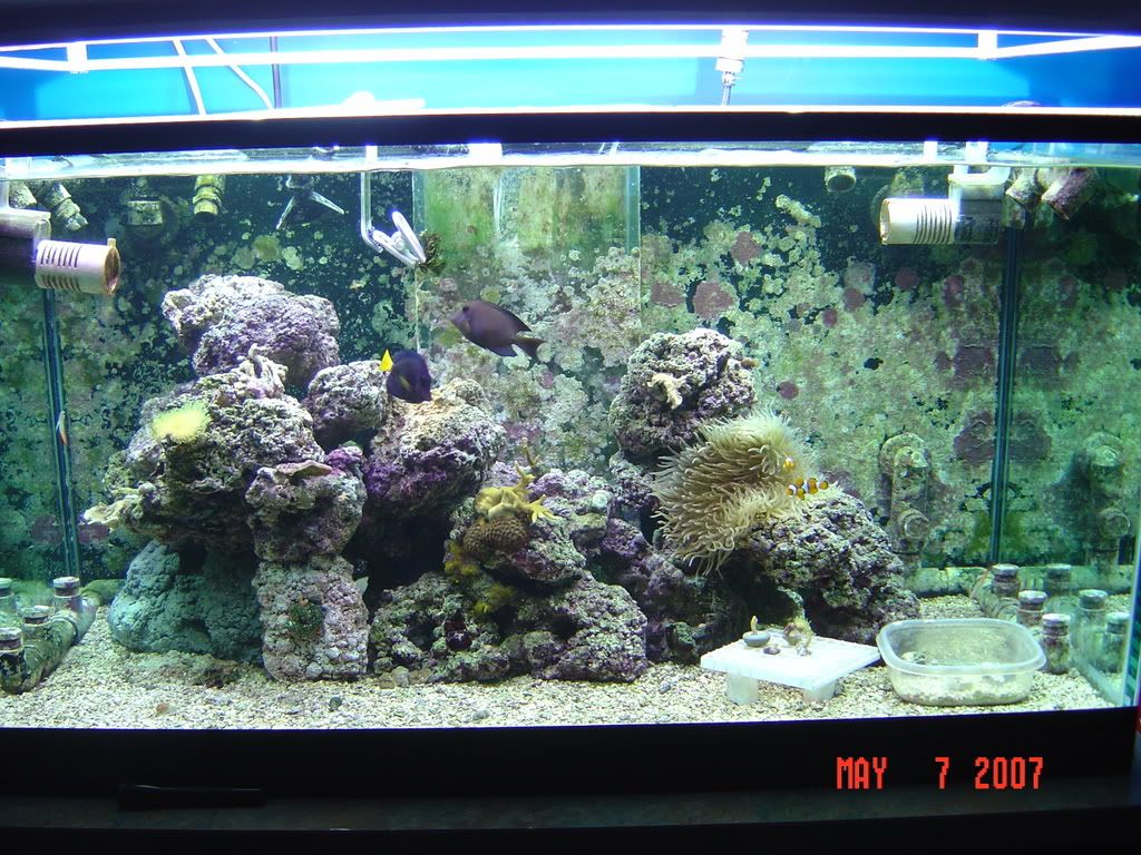 any one using iwasaki 6500k for sps tank? - Reef Central