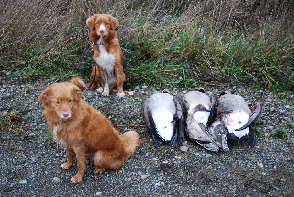tollchester tollers