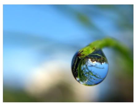 dewdrop Pictures, Images and Photos