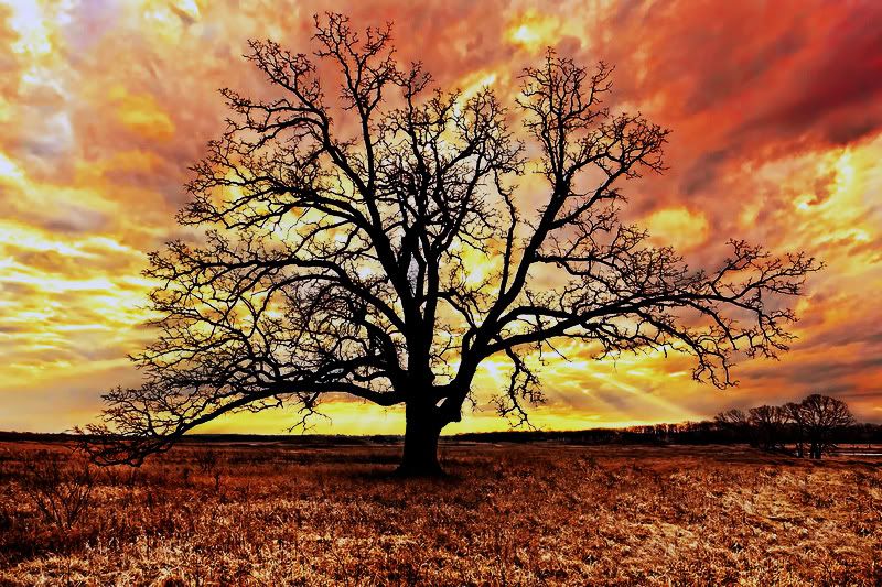 IMAGE: http://i170.photobucket.com/albums/u262/hibernian1/tree-1.jpg