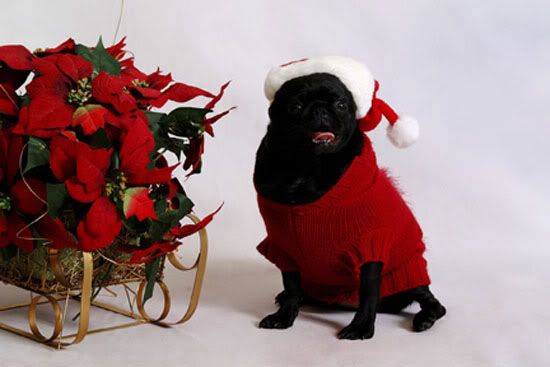 christmas pug attitude