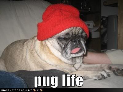 funny-dog-pictures-pug-life1.jpg