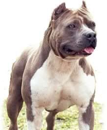 All Gray Pitbull