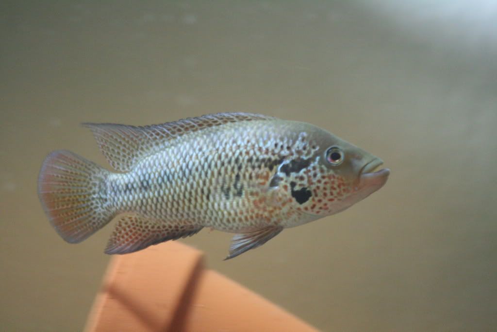 Parachromis Motaguense