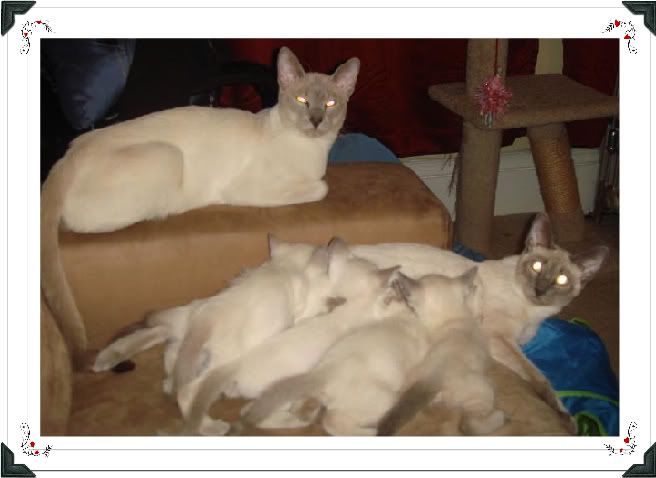 Willow and Hiro's first litter