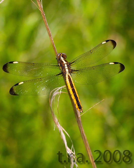 IMAGE: http://i170.photobucket.com/albums/u264/scot079/7S8F2233copy.jpg