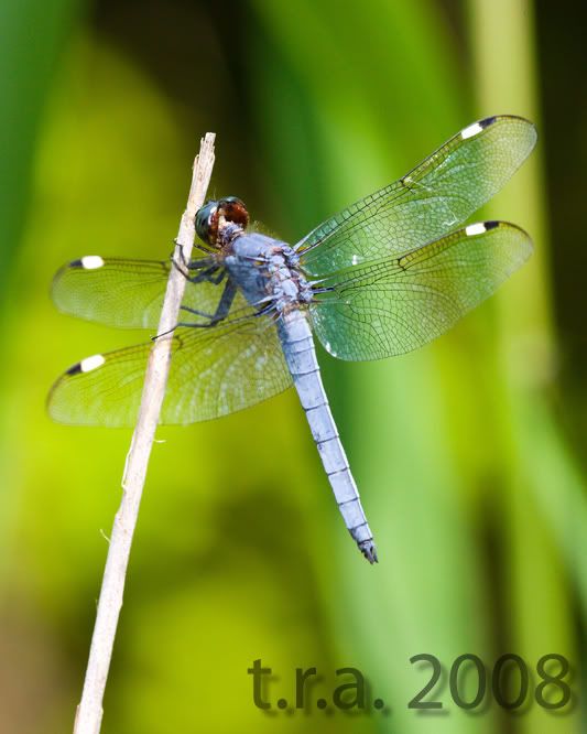 IMAGE: http://i170.photobucket.com/albums/u264/scot079/7S8F2239copy.jpg