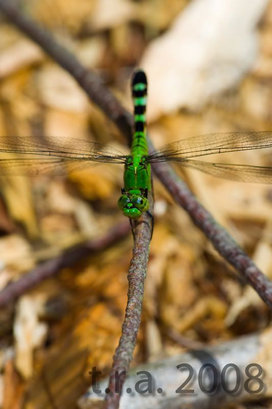 IMAGE: http://i170.photobucket.com/albums/u264/scot079/7S8F2246copy.jpg