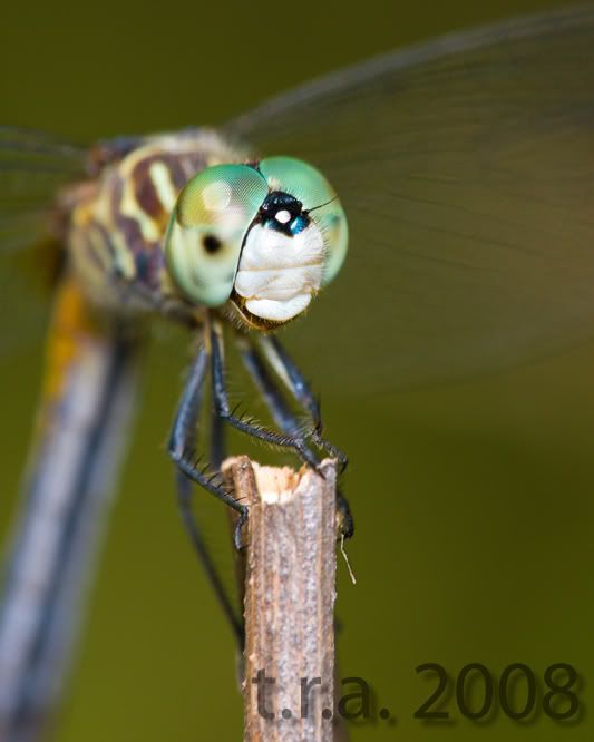 IMAGE: http://i170.photobucket.com/albums/u264/scot079/7S8F2260copy.jpg