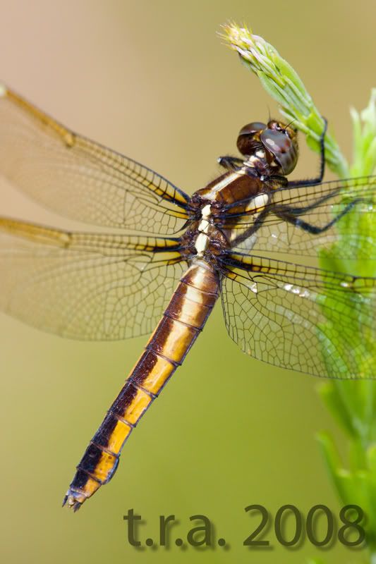 IMAGE: http://i170.photobucket.com/albums/u264/scot079/7S8F2299copy.jpg