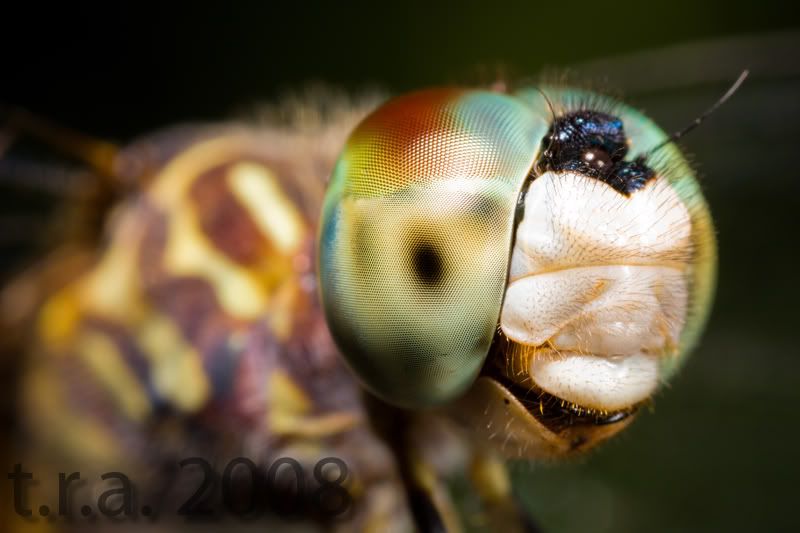 IMAGE: http://i170.photobucket.com/albums/u264/scot079/IMG_0366copy.jpg